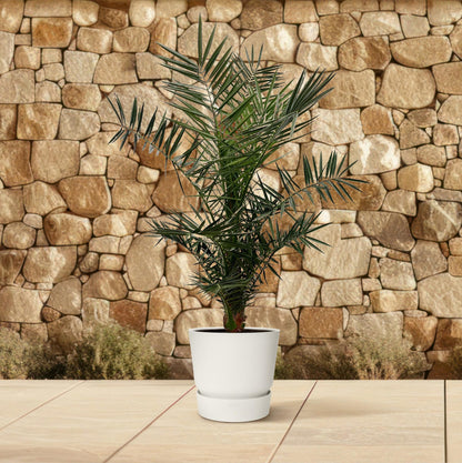 Kanarische Dattelpalme – Phoenix canariensis – Mediterrane Kübel- &amp; Gartenpflanze – Immergrün