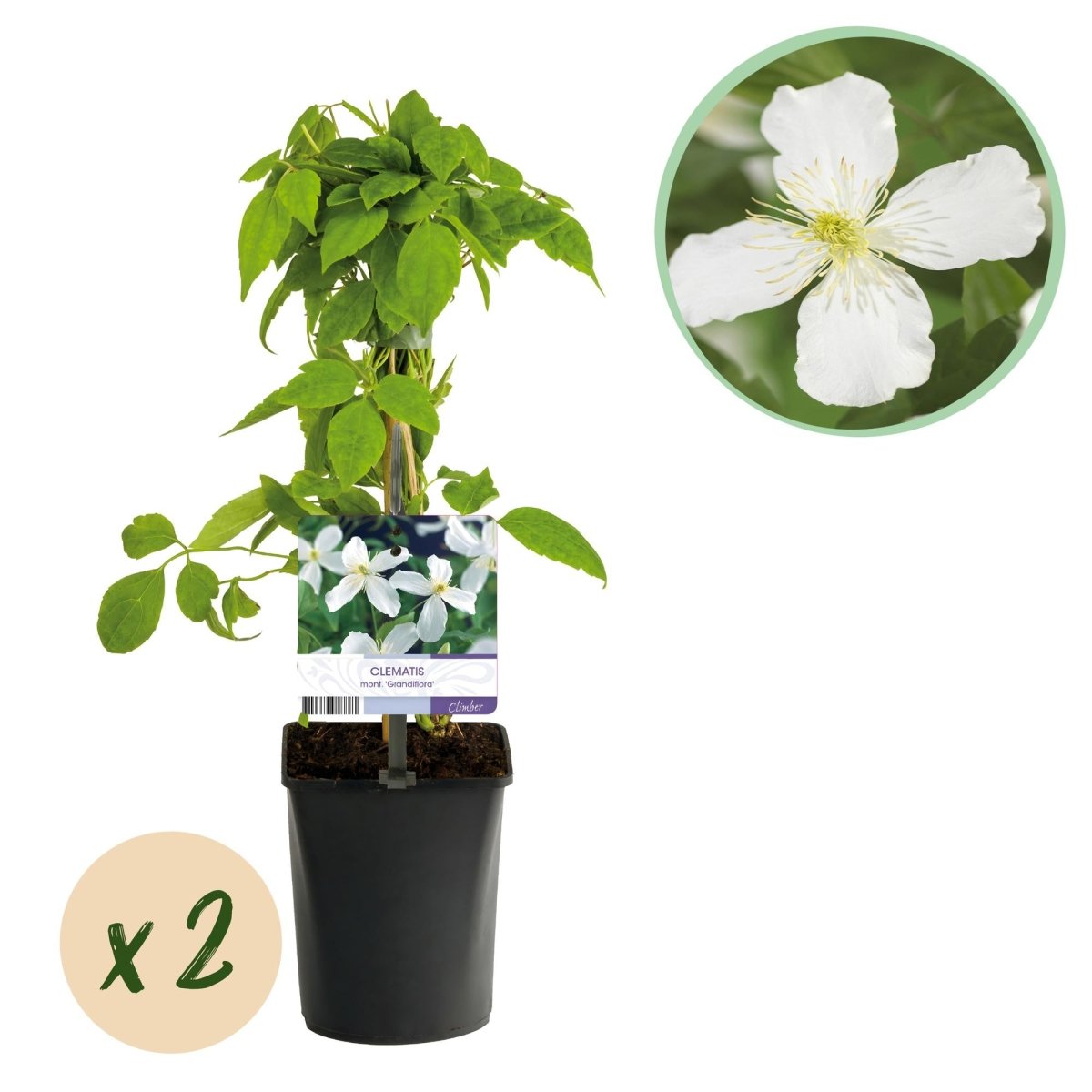 Clematis montana &