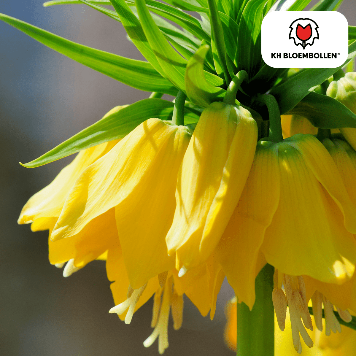 Fritillaria Lutea – 5 Stück | Gelbe Kaiserkrone für deinen Garten - Wurzelwerk Design