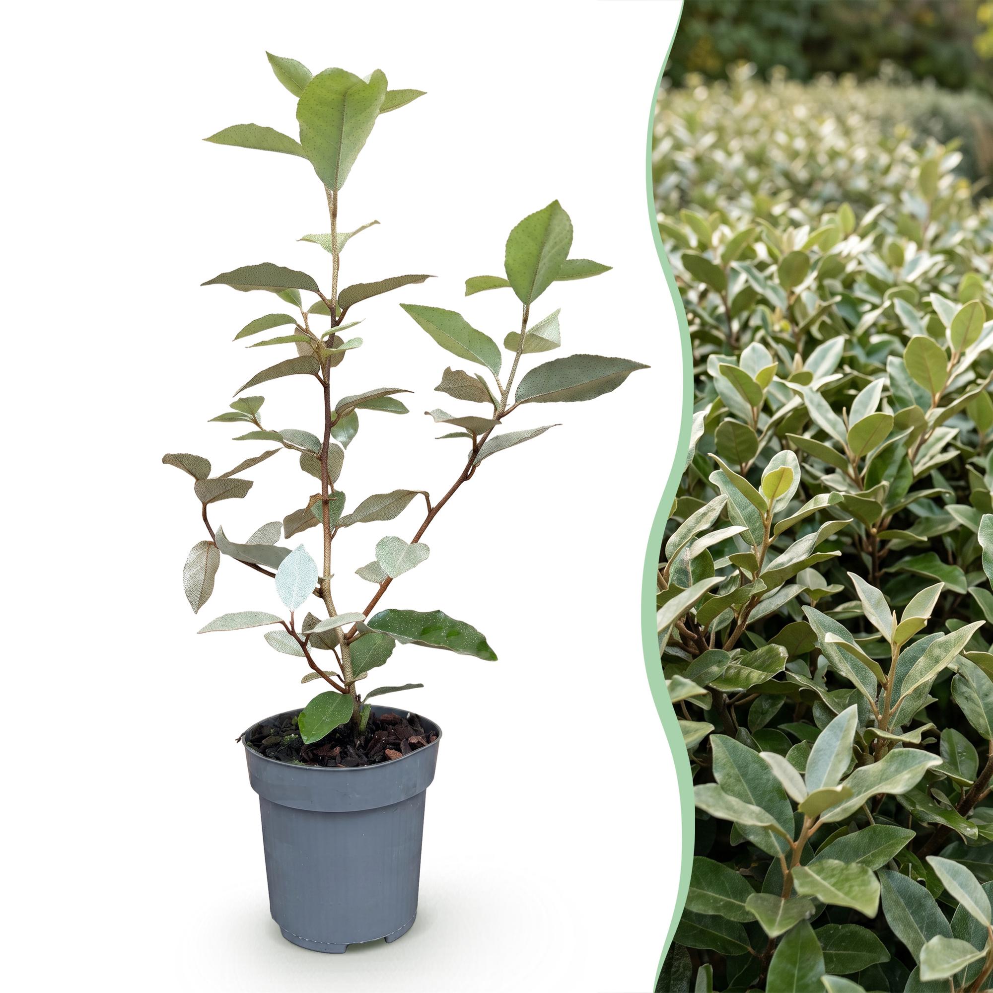 Ölweide Hecke kaufen | 24× Elaeagnus ebbingei Compacta