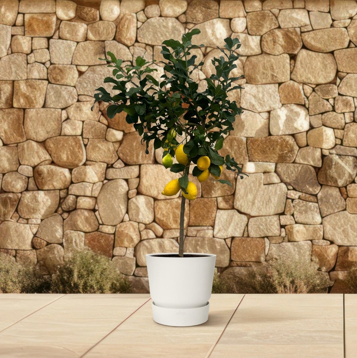 Citrus Lemon – Zitronenbaum für Kübel &amp; Garten – Mediterranes Flair für Terrasse &amp; Balkon - Wurzelwerk Design