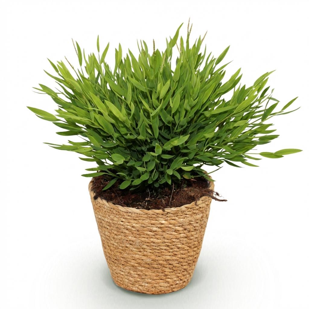 Bamusa Pogonatherum Monica Bambusgras im weißen, anthrazitfarbenen Topf, 20cm hoch, für Haustiere geeignet, Everspring Pflanzen.