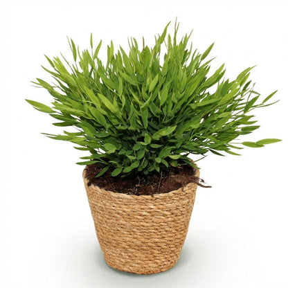 Bamusa Pogonatherum Monica Bambusgras im weißen, anthrazitfarbenen Topf, 20cm hoch, für Haustiere geeignet, Everspring Pflanzen.