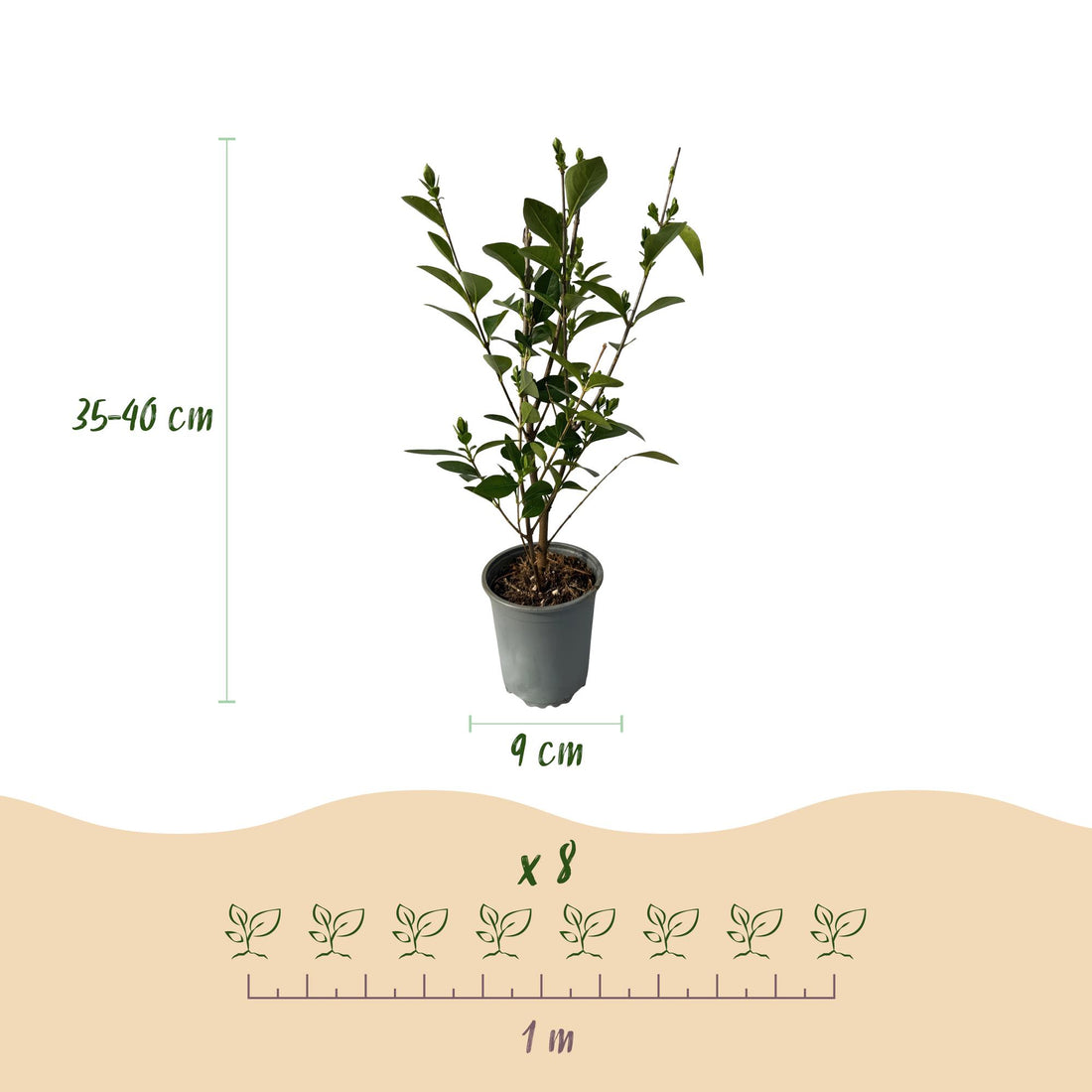 Everspring Ligustrum ovalifolium – 8 immergrüne, schnittfeste Pflanzen für 1 m Hecke, in der Gartenszene fotografiert