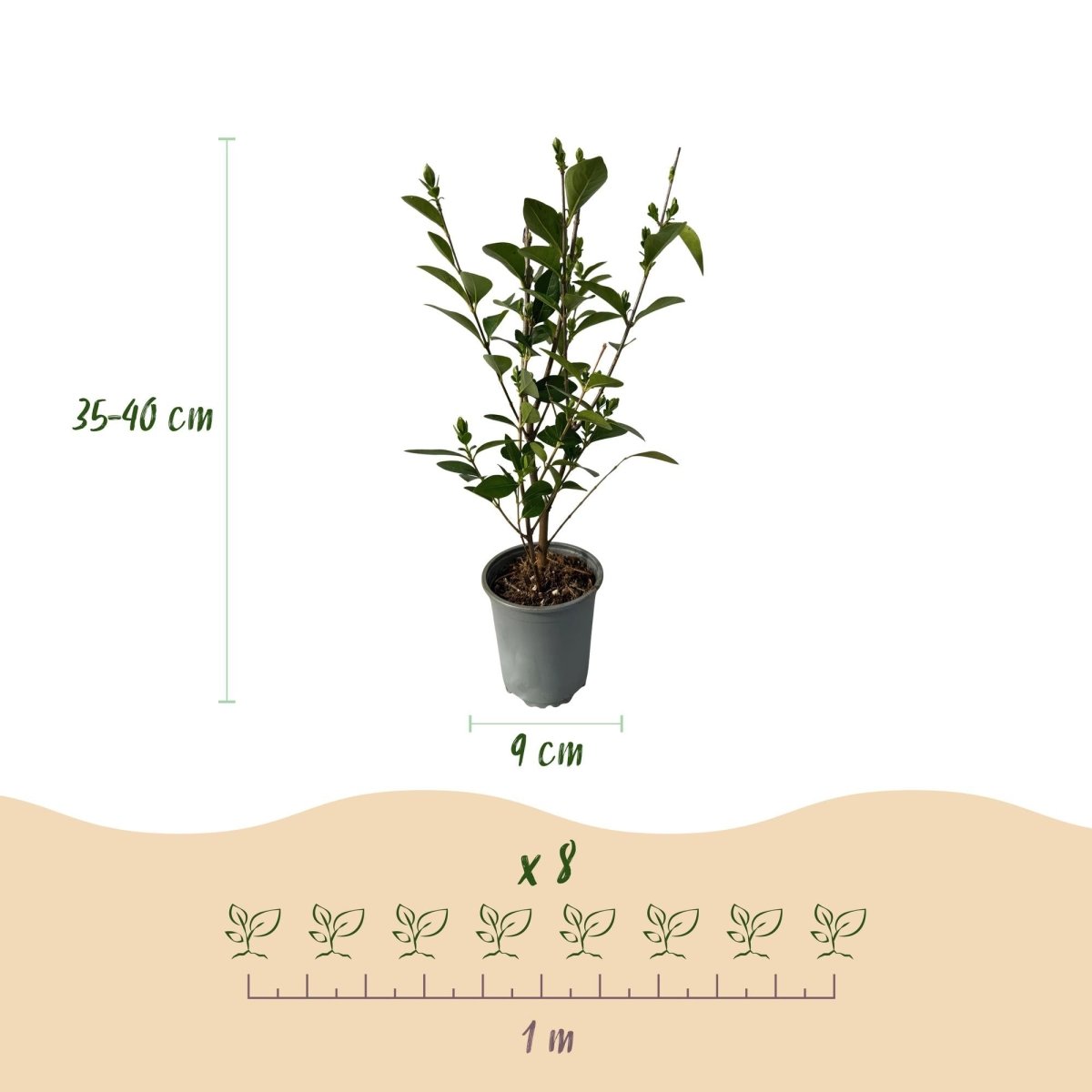 Ligustrum ovalifolium – 8 Pflanzen für 1 m Hecke | Immergrün &amp; schnittfest - Wurzelwerk Design