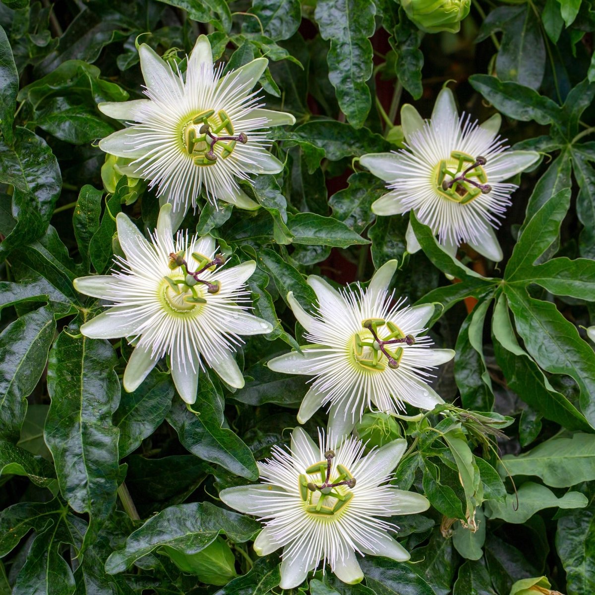 Passionsblume Passiflora Avalanche | Weiße Blüten – 2 Pflanzen 40 cm Ø11 cm Topf - Wurzelwerk Design