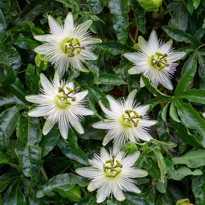 Passionsblume Passiflora Avalanche | Weiße Blüten – 2 Pflanzen 40 cm Ø11 cm Topf - Wurzelwerk Design