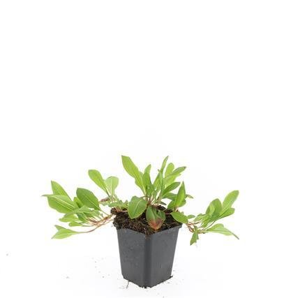 Persicaria aff. ‘Darjeeling Red’ – 24 Pflanzen Ø 9 cm Höhe 10–25 cm – Teppich - Knöterich | Kriechende, winterharte Bodendecker - Staude - Wurzelwerk Design