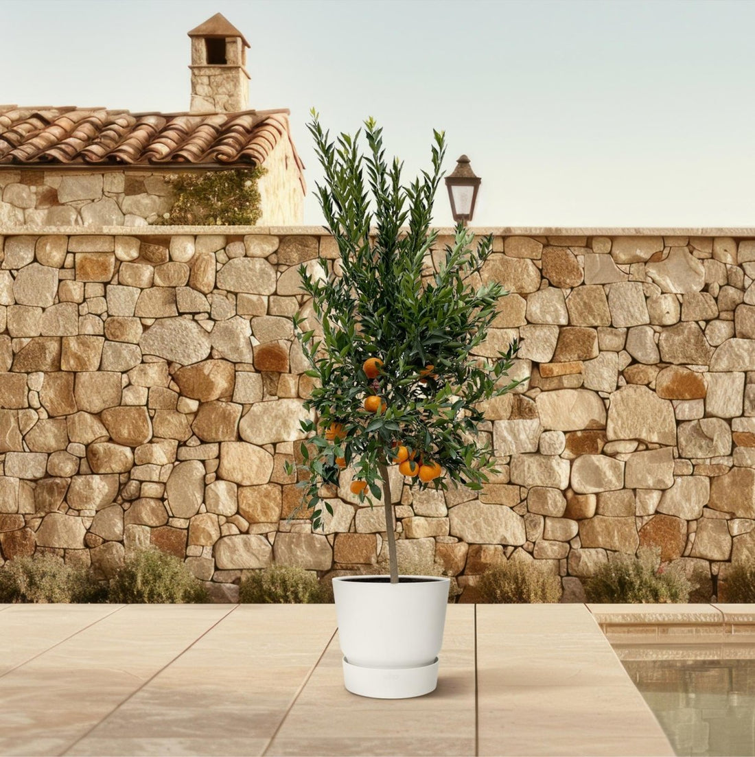 Citrus Mandarino 200 cm | Mandarinenbaum im Ø40 cm Topf – Mediterrane Kübelpflanze - Wurzelwerk Design