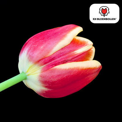 Tulpenzwiebeln Dow Jones | 20er - Pack | Kräftig Rot - Wurzelwerk Design