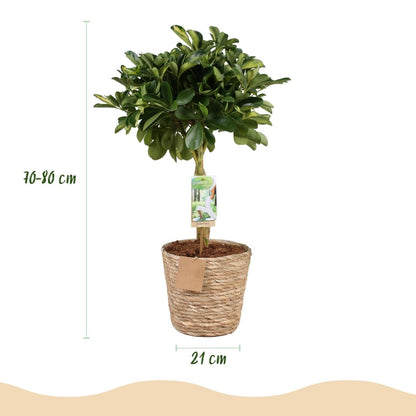 Schefflera Gold Capelle - Fingerbaum - Wenig Pflege - mit Korb - Grün - Gold - 1 Pflanze - Topf 21cm - Höhe 70 - 81cm - Wurzelwerk Design