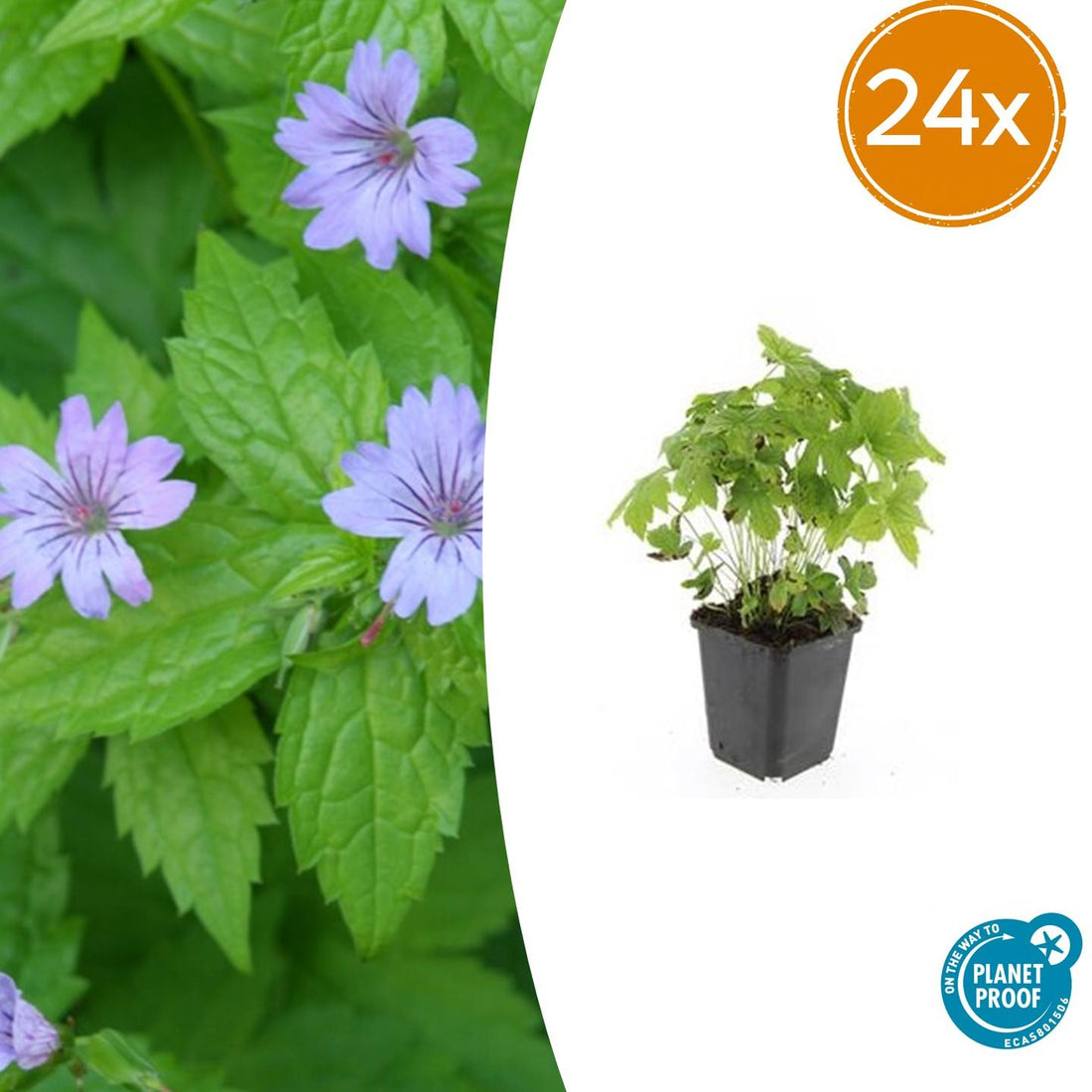 24x Storchschnabel nodosum - ↕10-25cm - Ø9cm