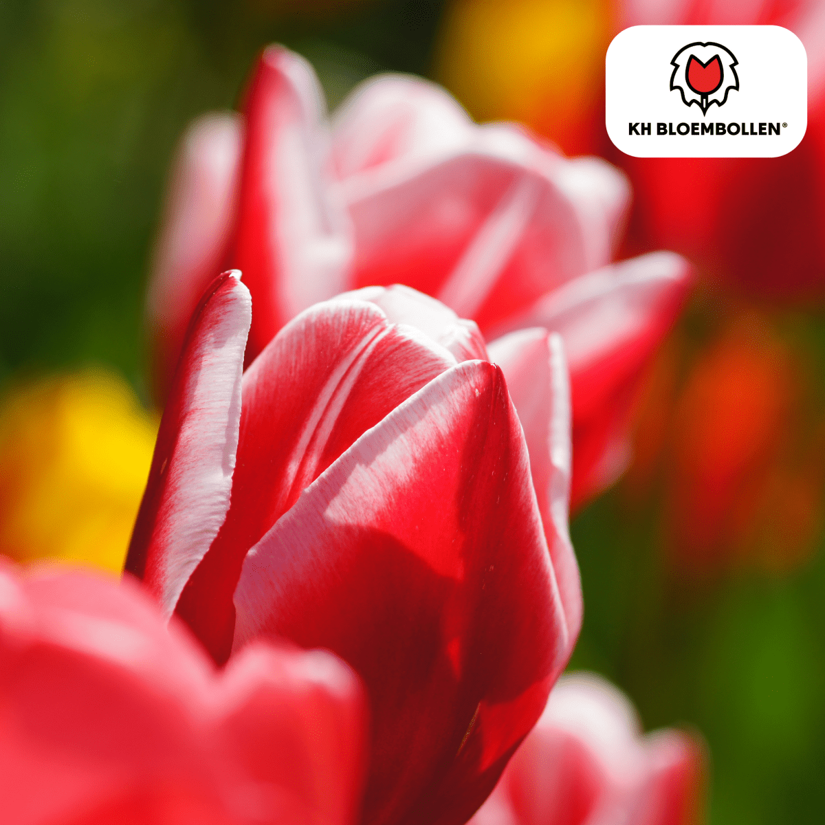 Candy Apple Delight Tulpen – 20 Zwiebeln | Rot - Weiße Frühlingspracht - Wurzelwerk Design