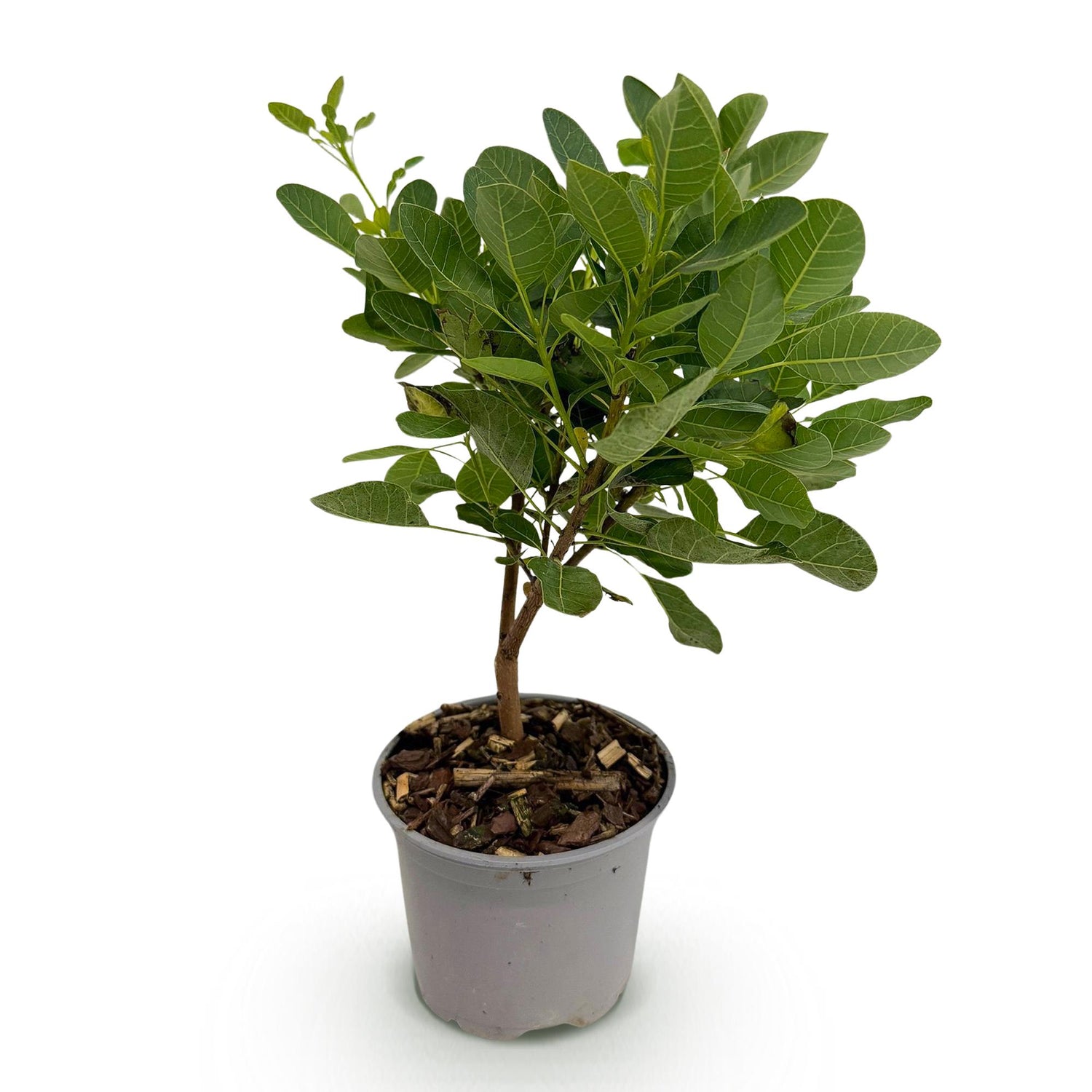 Grüner Cotinus coggygria ‘Young Lady’ Perückenstrauch, 35 cm hohe Pflanze von Everspring, Nahaufnahme der Blätter.