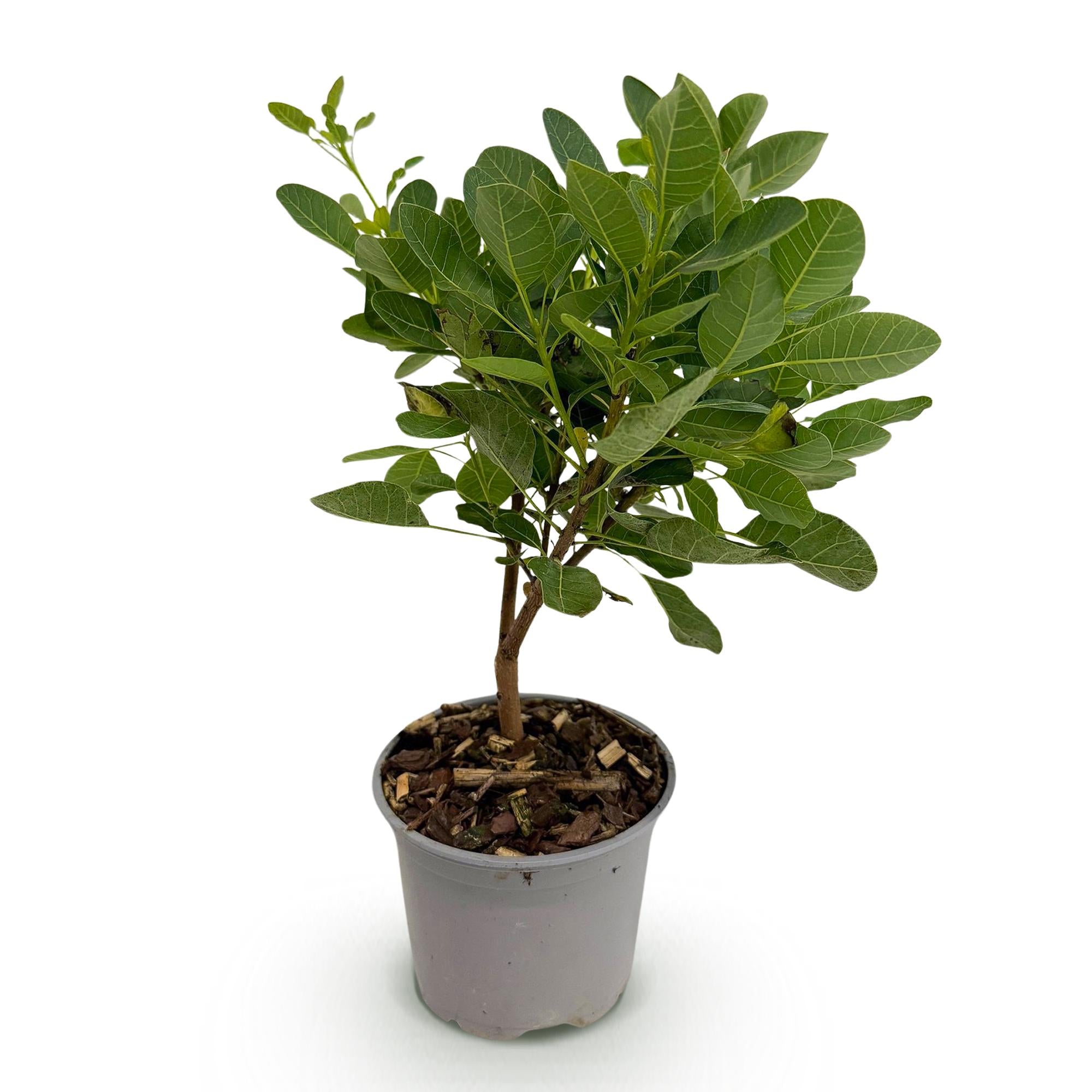 Grüner Cotinus coggygria ‘Young Lady’ Perückenstrauch, 35 cm hohe Pflanze von Everspring, Nahaufnahme der Blätter.