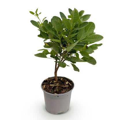 Grüner Cotinus coggygria ‘Young Lady’ Perückenstrauch, 35 cm hohe Pflanze von Everspring, Nahaufnahme der Blätter.