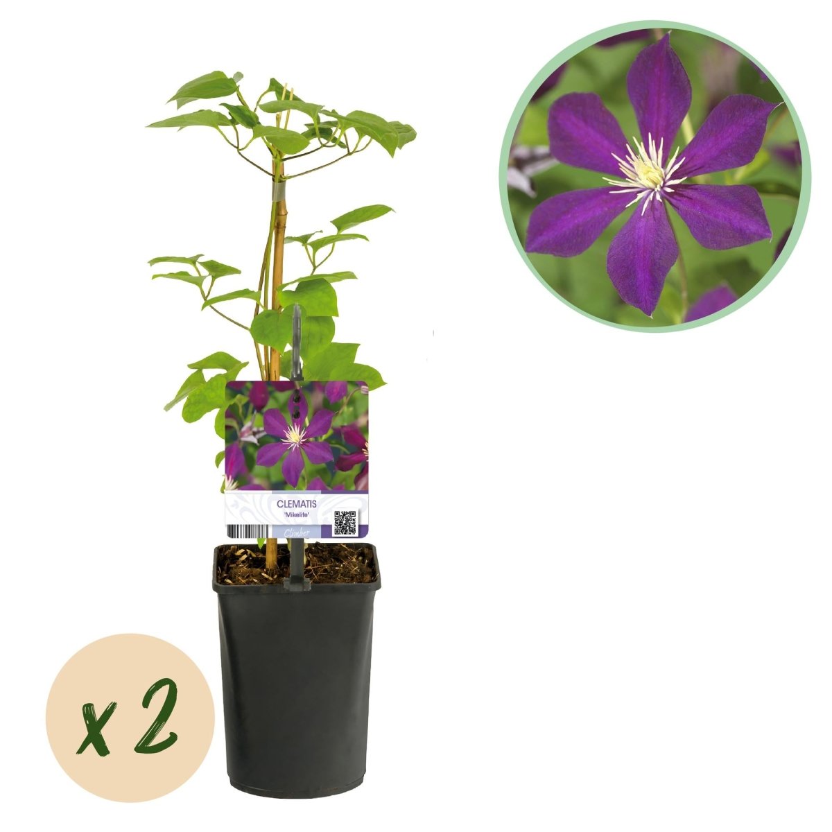 Clematis Mikelite - Blüte Lila - Wenig Pflege - 2 Pflanzen - Topf 11cm Höhe 40cm - Wurzelwerk Design