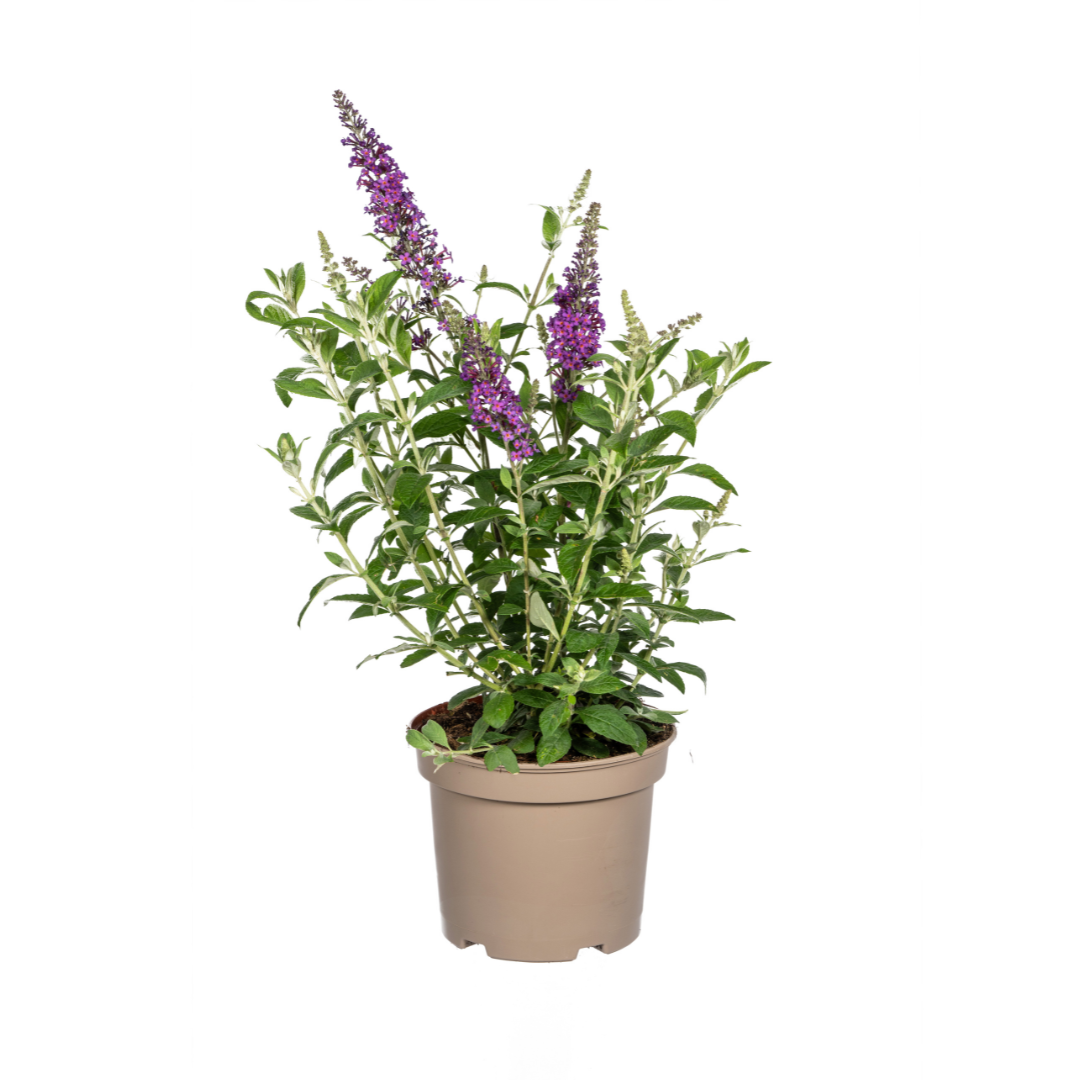 Sommerflieder Buddleja Davidii Purple Ø19cm - ↕40 - 50cm
