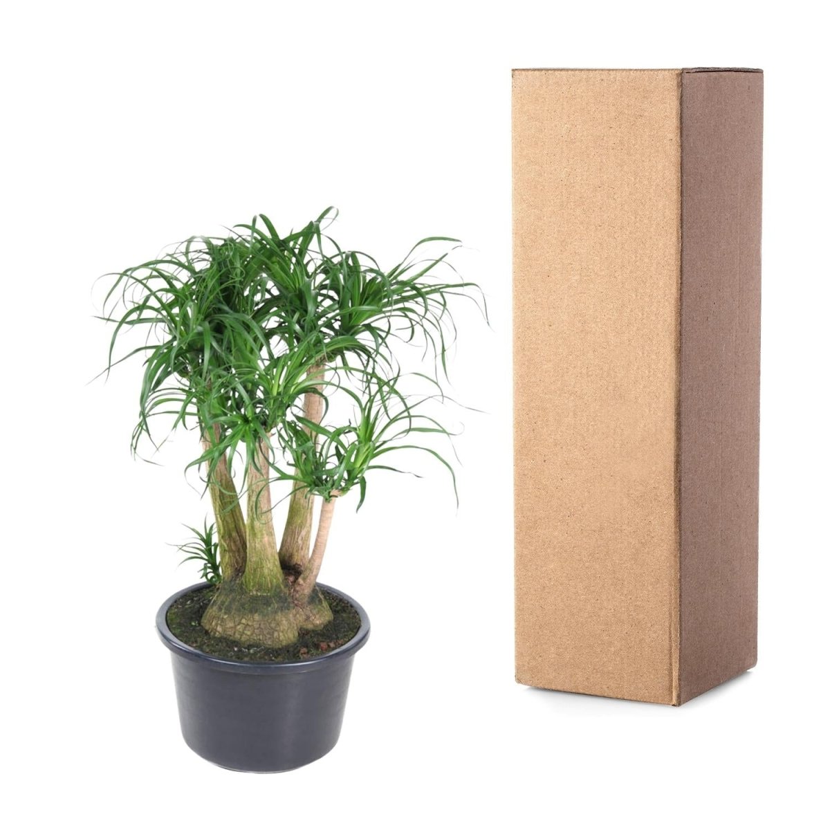 Beaucarnea Elefantenfuß verzweigt 110 cm | Premium - Zimmerpflanze im Ø41 cm Topf – Pflegeleicht &amp; Exotisch - Wurzelwerk Design
