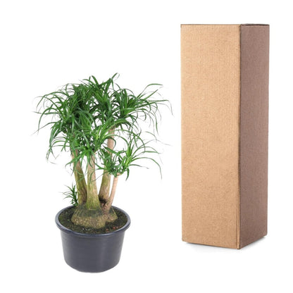 Beaucarnea Elefantenfuß verzweigt 110 cm | Premium - Zimmerpflanze im Ø41 cm Topf – Pflegeleicht &amp; Exotisch - Wurzelwerk Design