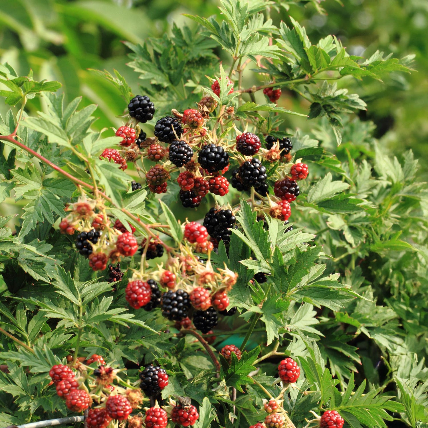 Brombeere - Rubus Thornfree Evergreen - Schwarze Brombeere - Dornlos - 2 Pflanzen - Topf 11cm Höhe 40cm