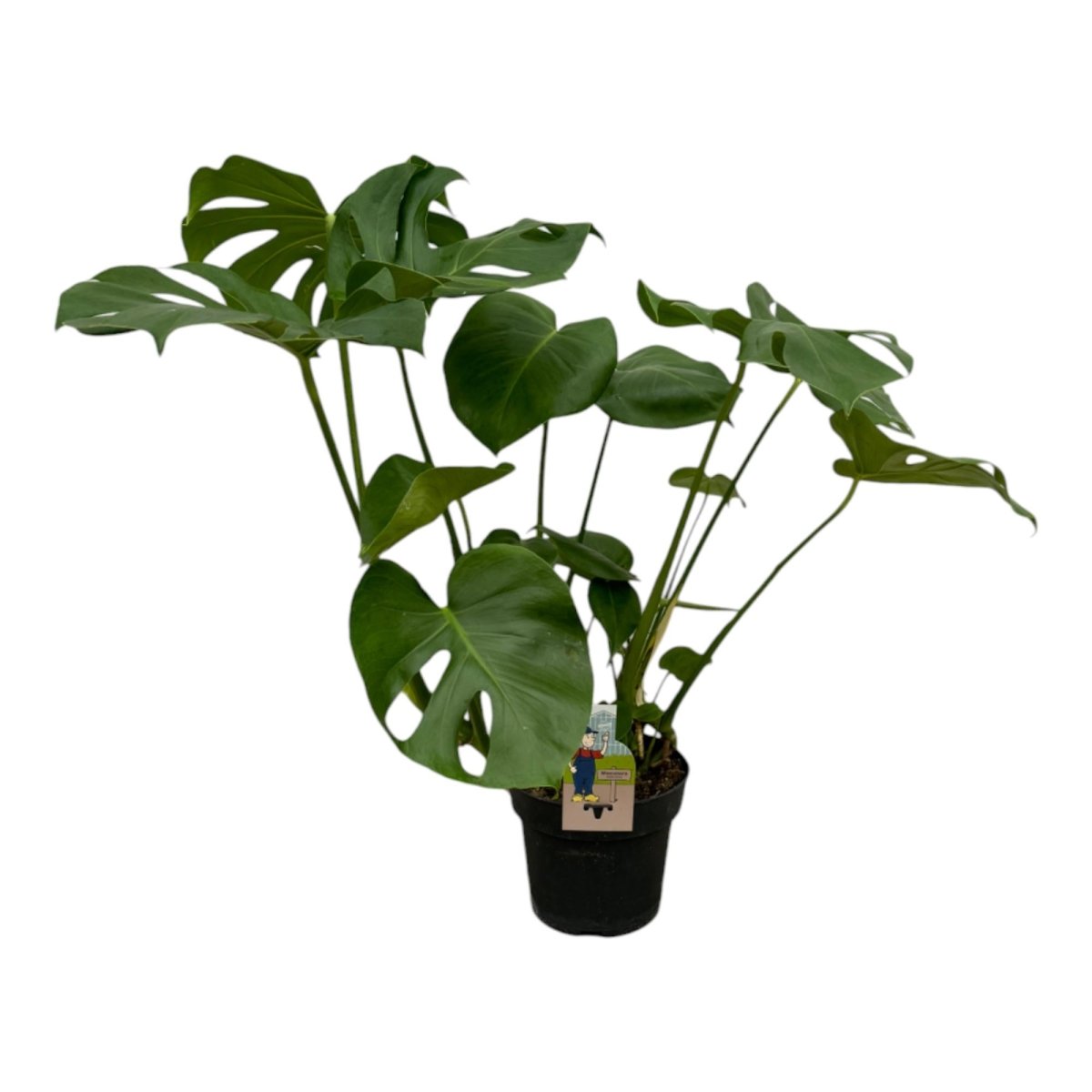 Monstera deliciosa kaufen – Das Fensterblatt, 70–180 cm - Wurzelwerk Design