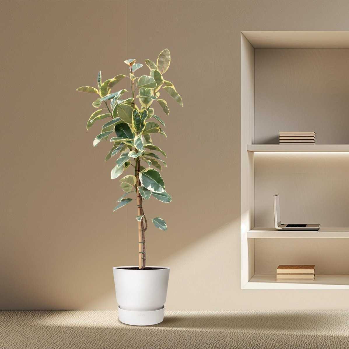 Ficus Tineke auf Stamm – Eleganter Gummibaum mit Farbspiel - Wurzelwerk Design