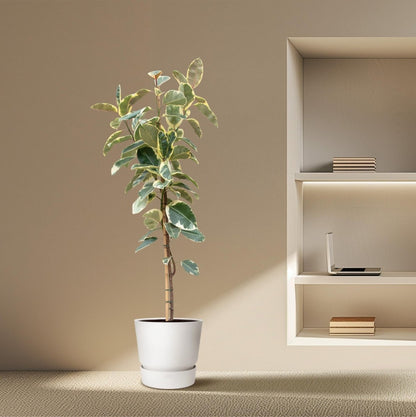 Ficus Tineke auf Stamm – Eleganter Gummibaum mit Farbspiel - Wurzelwerk Design