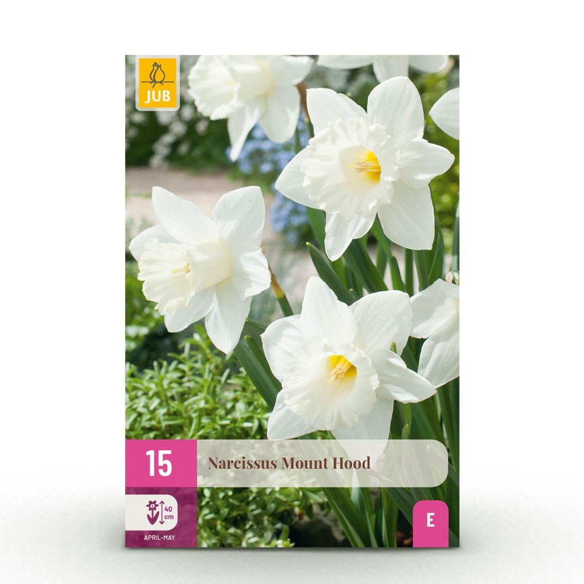Blumenzwiebeln Narzisse Mount Hood | 15 Stück Weiß – Zwiebelgröße 10/12 – XXL Pack - Wurzelwerk Design