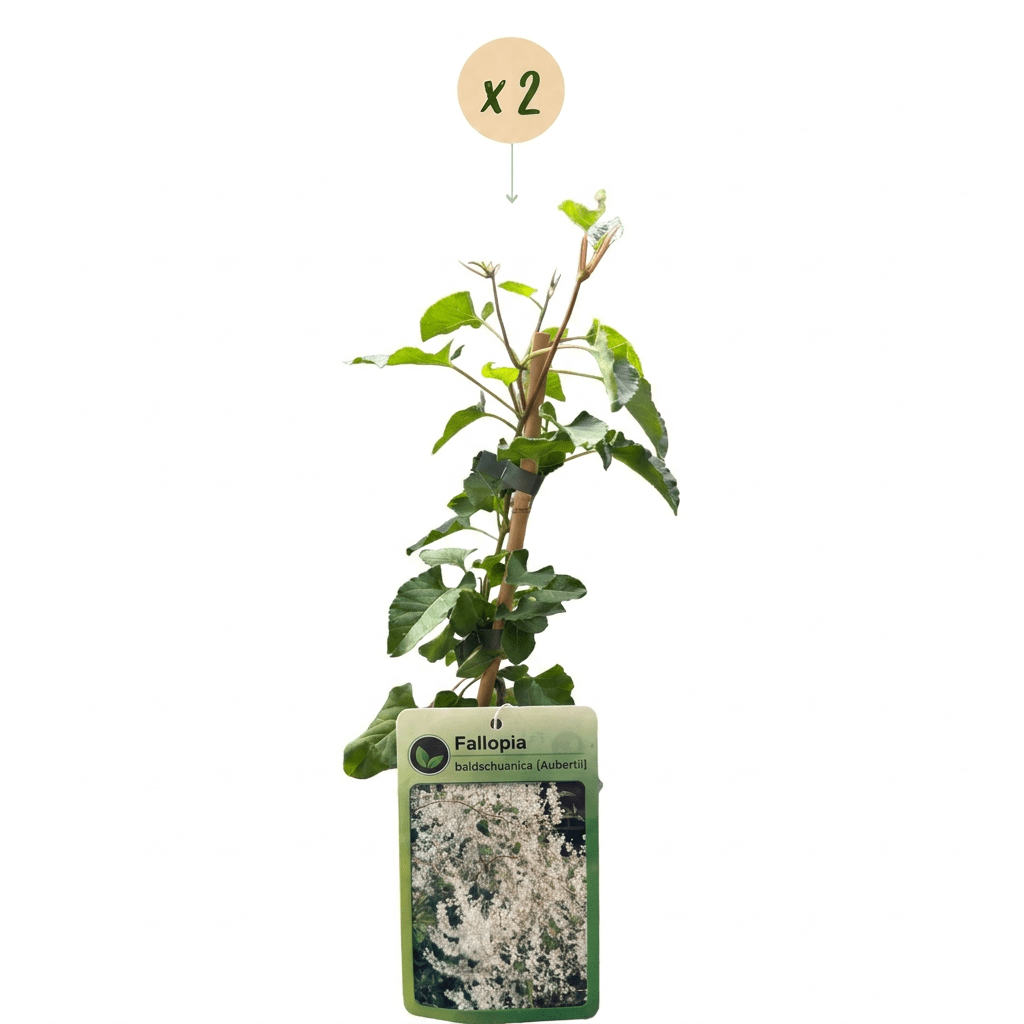Schlingknöterich kaufen – 2 Pflanzen Fallopia aubertii | weiß, Ø 9 cm, Höhe 35 cm - Wurzelwerk Design