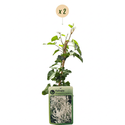 Schlingknöterich kaufen – 2 Pflanzen Fallopia aubertii | weiß, Ø 9 cm, Höhe 35 cm - Wurzelwerk Design