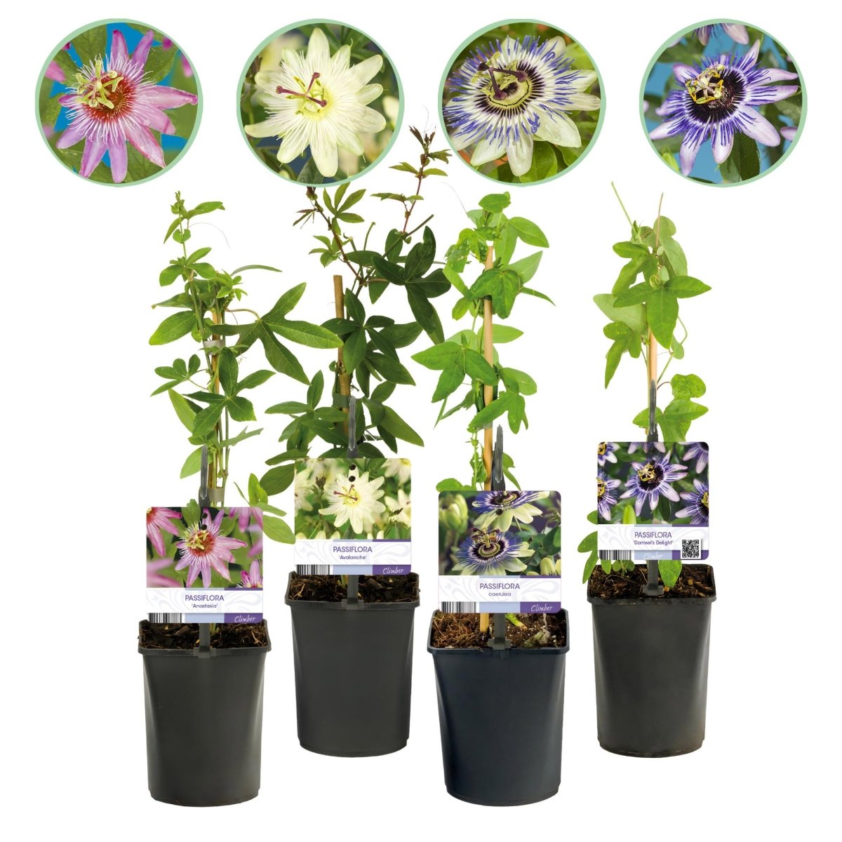Passionsblume Passiflora Rainbow | Rosa - Weiß - Lila - Grün Blüten – 4 Pflanzen - Wurzelwerk Design
