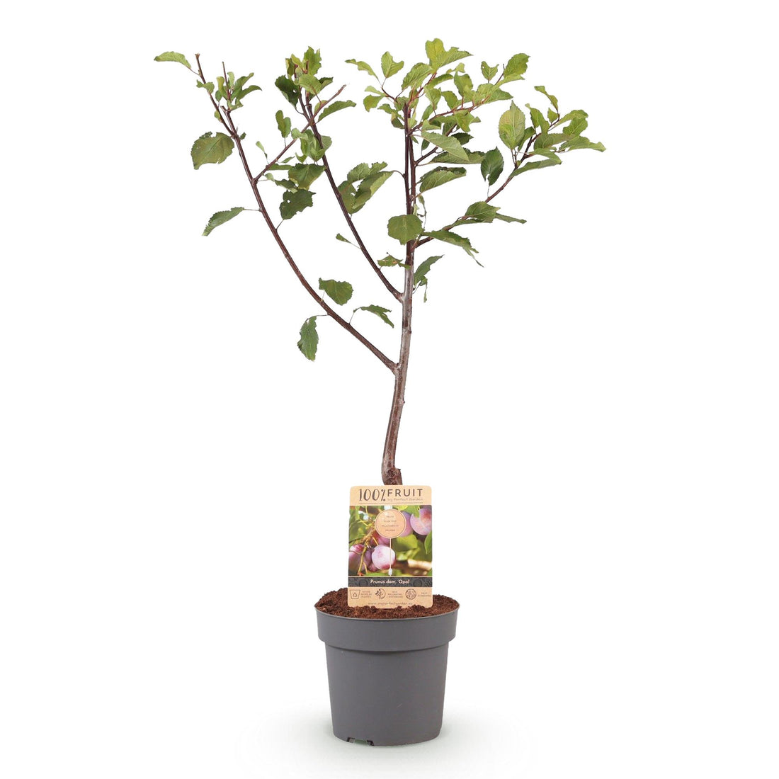 Pflaumenbaum Prunus domestica Opal in Topf, gelbe und rote Früchte, Everspring, Höhe 90 cm, Topf 21 cm Durchmesser