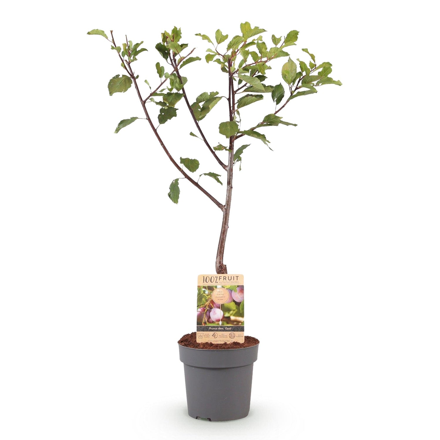 Pflaumenbaum Prunus domestica Opal in Topf, gelbe und rote Früchte, Everspring, Höhe 90 cm, Topf 21 cm Durchmesser