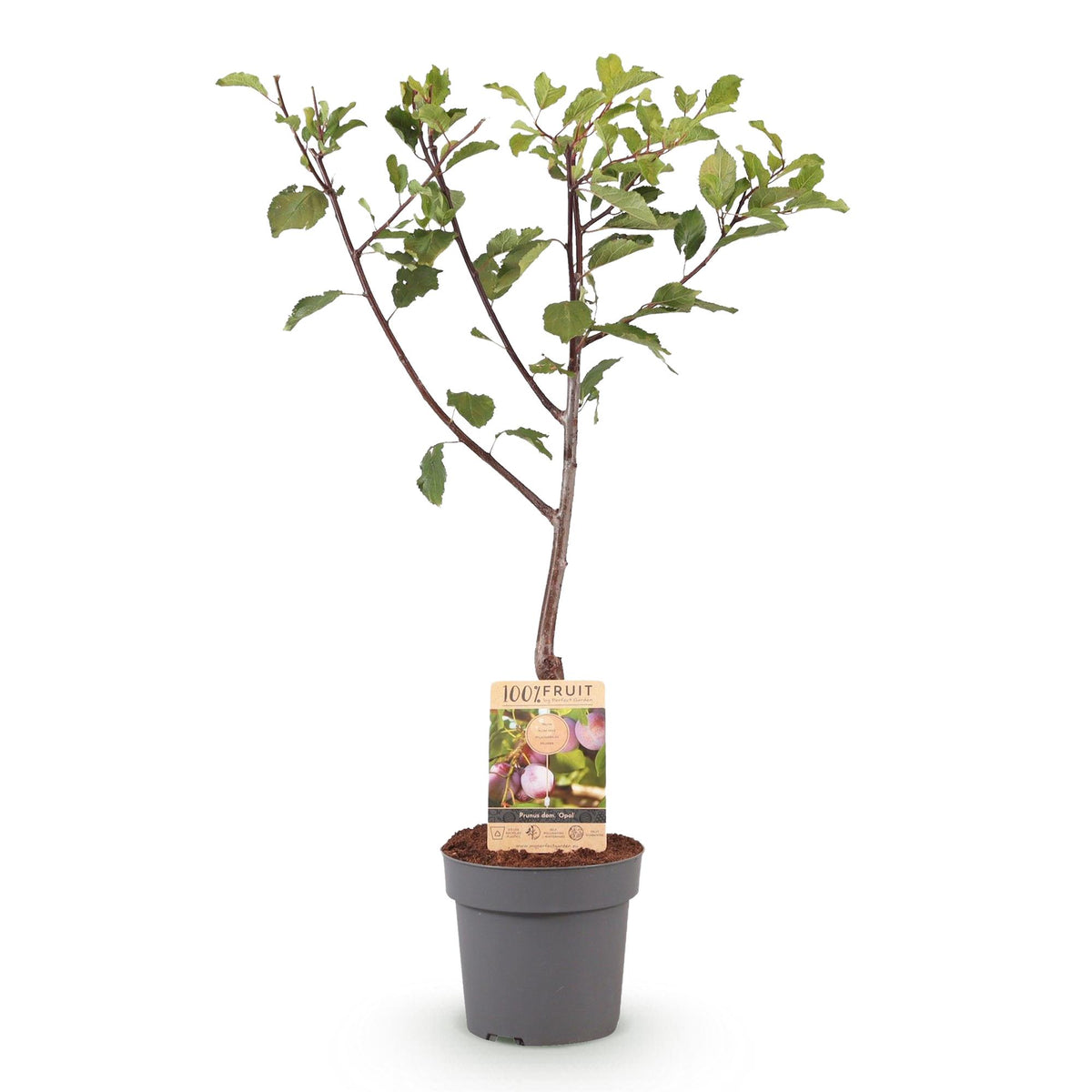 Pflaumenbaum Prunus domestica Opal in Topf, gelbe und rote Früchte, Everspring, Höhe 90 cm, Topf 21 cm Durchmesser