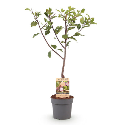 Pflaumenbaum Prunus domestica Opal in Topf, gelbe und rote Früchte, Everspring, Höhe 90 cm, Topf 21 cm Durchmesser