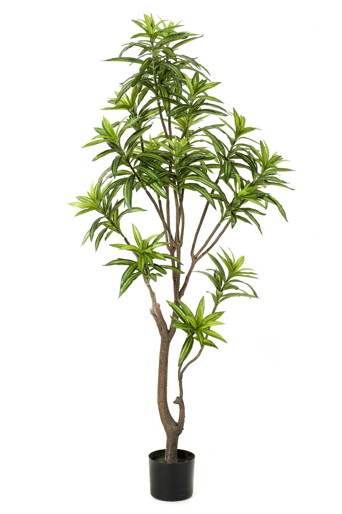 Kunstpflanze Dracaena, Drachenbaum, Everspring, 130 cm, 155 cm oder 190 cm, künstliche Pflanze mit grünen Blättern