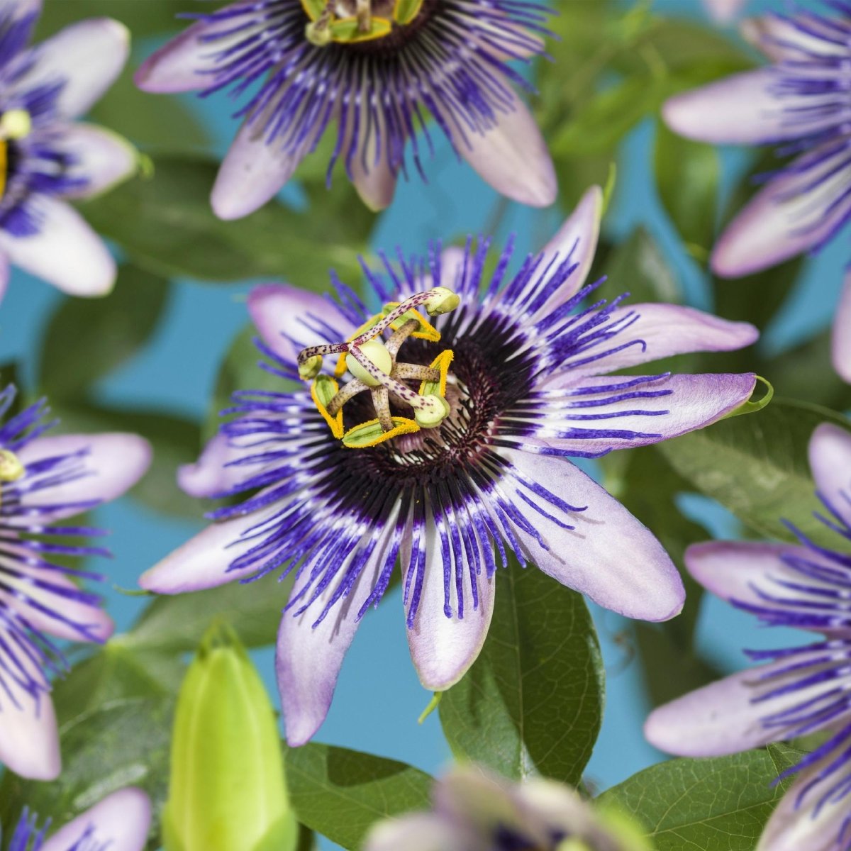 Passionsblume Passiflora Damsel’s Delight | Lila - weiße Blüten – 2 Pflanzen 40 cm Ø11 cm Topf - Wurzelwerk Design