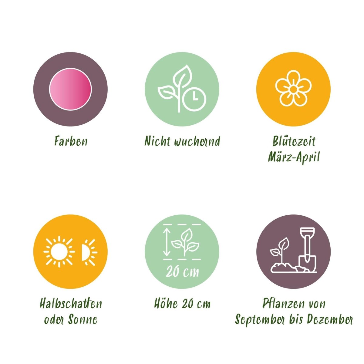 Blumenzwiebeln Corydalis Beth Evans | 20 Stück Weiß &amp; Lila – Zwiebelgröße 6/7 – XXL Pack - Wurzelwerk Design