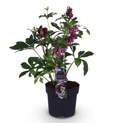 Lenzrose &