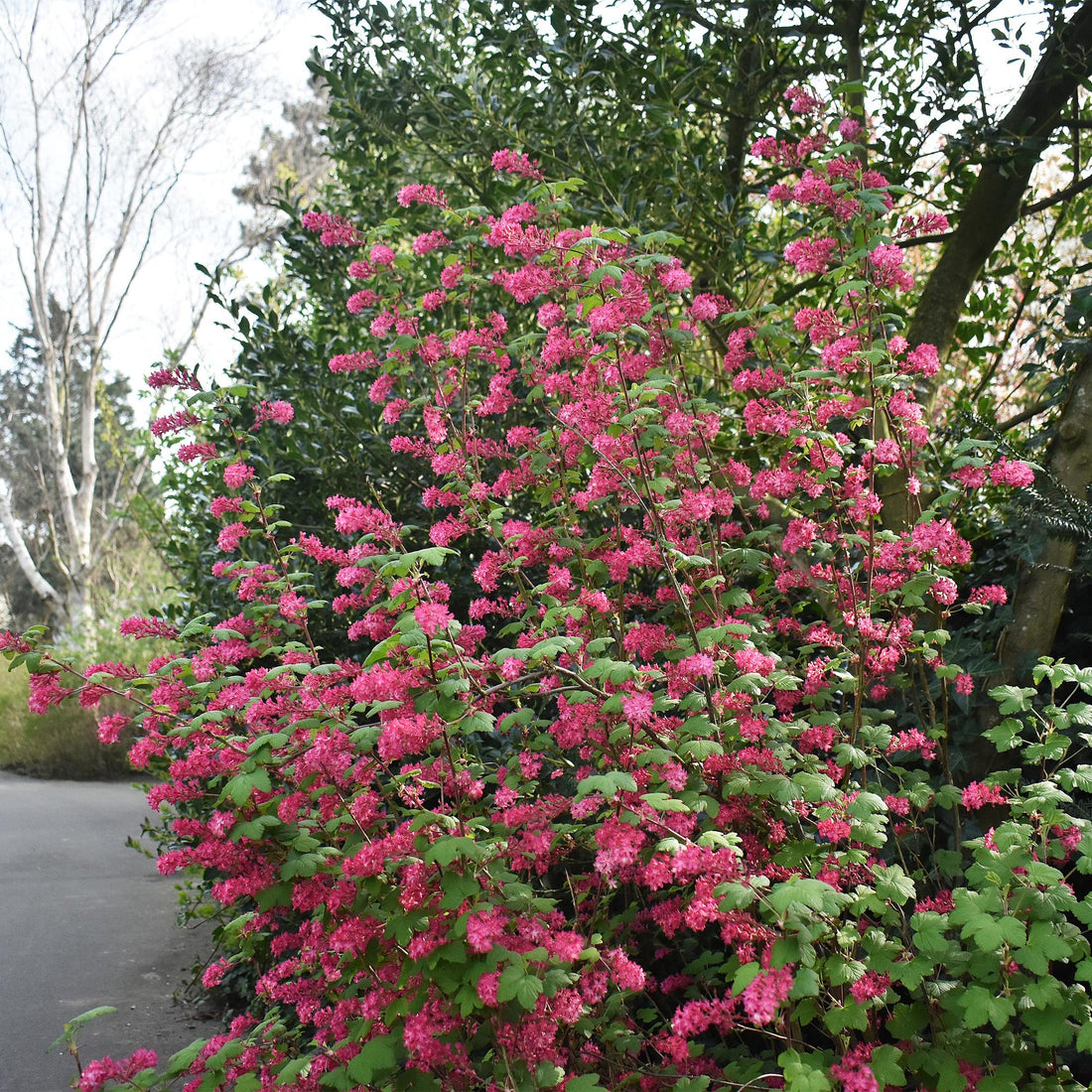 Everspring Ribes sanguineum Kind Edward Pflanze mit roten Blüten, laubabwerfend, 45cm hoch in Topf, pflegeleicht, winterhart