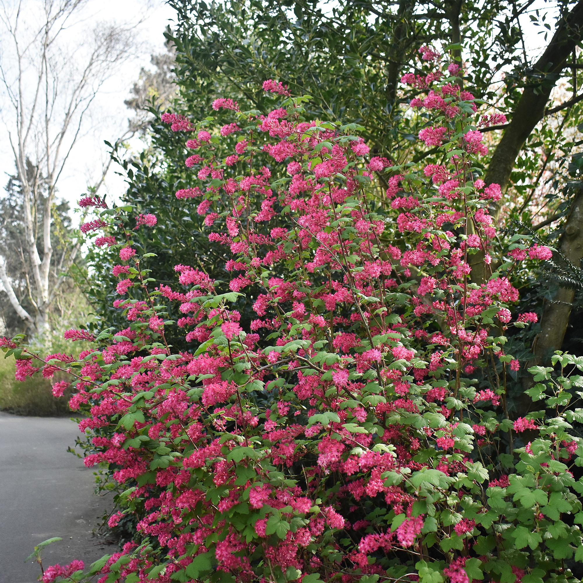 Everspring Ribes sanguineum Kind Edward Pflanze mit roten Blüten, laubabwerfend, 45cm hoch in Topf, pflegeleicht, winterhart