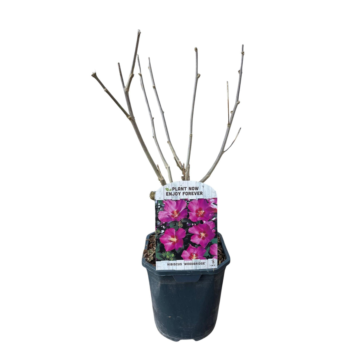 Everspring Hibiscus syriacus Woodbridge, rosa Blüte, laubabwerfend, Topf 17cm, Höhe 45cm, pflegeleichte Pflanze