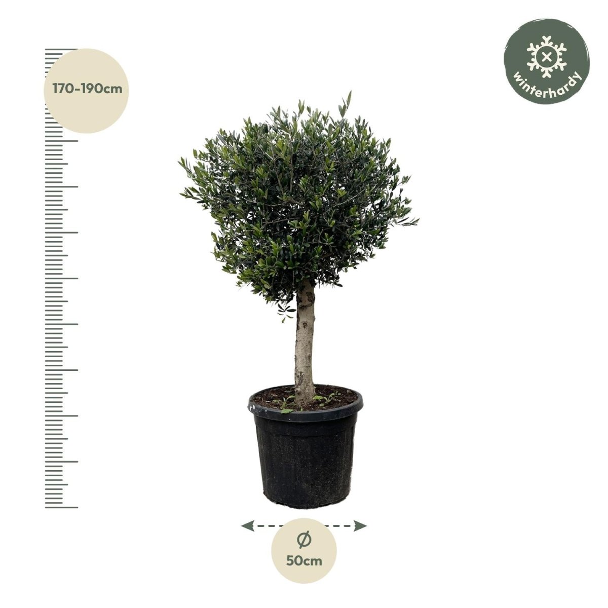 Olivenbaum kaufen – Olea europaea ‚Lorc&