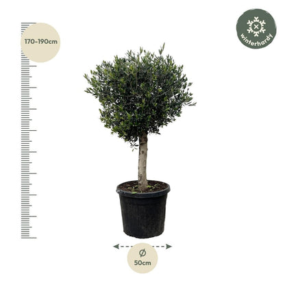 Olivenbaum kaufen – Olea europaea ‚Lorc&