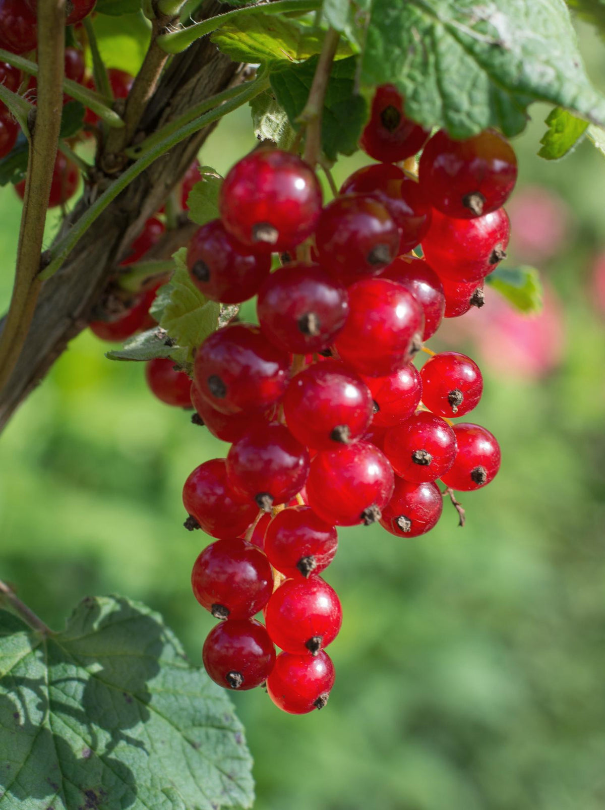 Rote Johannisbeere ‘Jonkheer van Tets’ Pflanze, Everspring, ca. 45 cm hoch, mit roten Beeren und grünen Blättern.