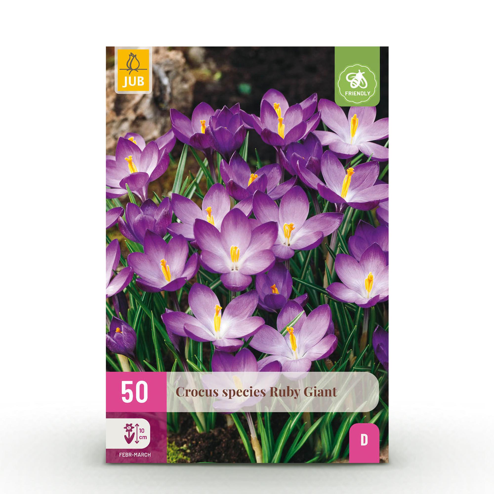 Blumenzwiebeln Crocus Ruby Giant | 50 Stück Lila – Zwiebelgröße 5/6 – XXL Pack
