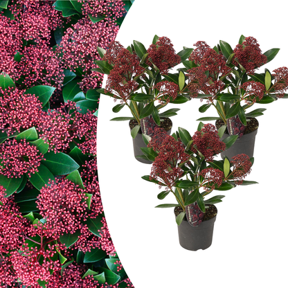 Set mit 3 Skimmia ‚Rubella‘ – Ø 10,5 cm – ↨ 20-25 cm