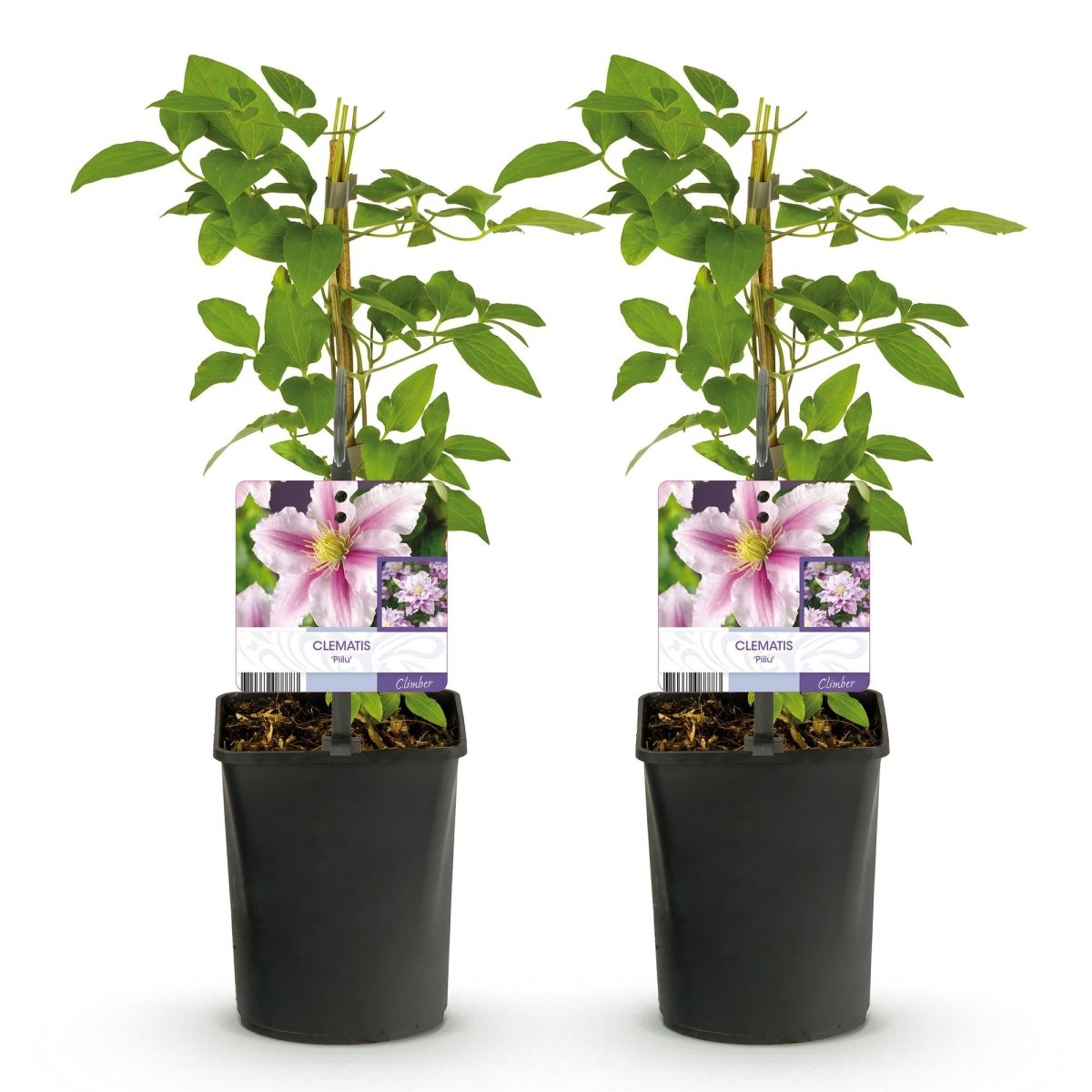Clematis Piilu - Blüte Rosa - Wenig Pflege - 2 Pflanzen - Topf 11cm Höhe 40cm - Wurzelwerk Design
