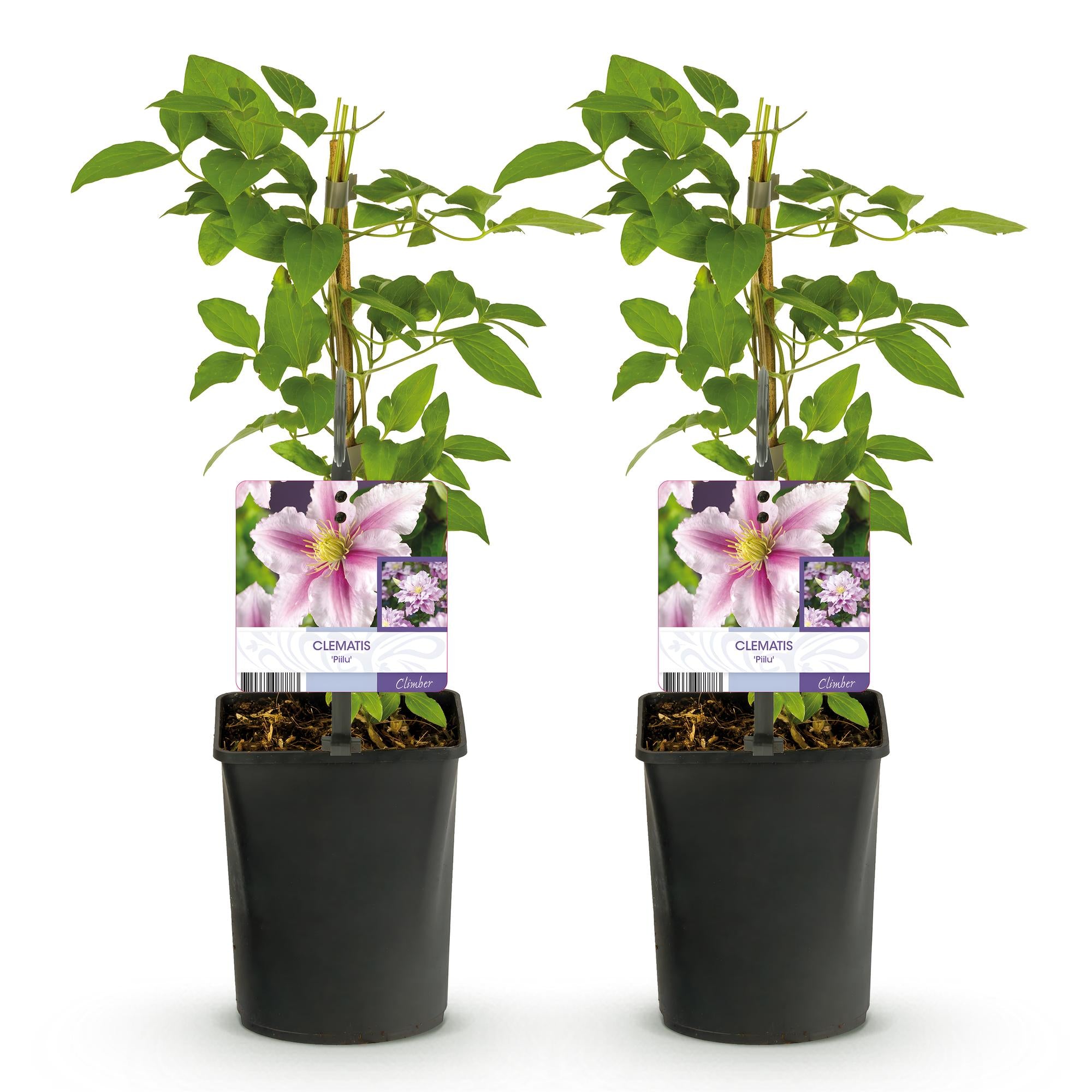 Clematis Piilu - Blüte Rosa - Wenig Pflege - 2 Pflanzen - Topf 11cm Höhe 40cm